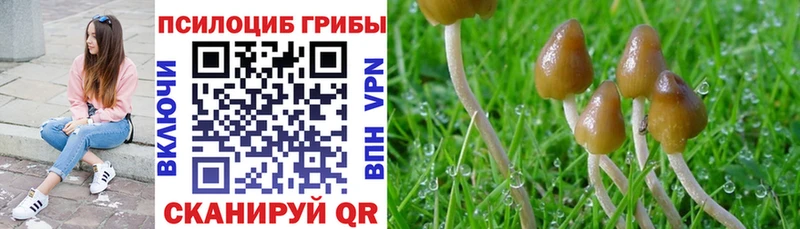 Галлюциногенные грибы Psilocybe Анжеро-Судженск